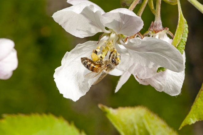 A honeybee collects the pollen from an apple blossom.