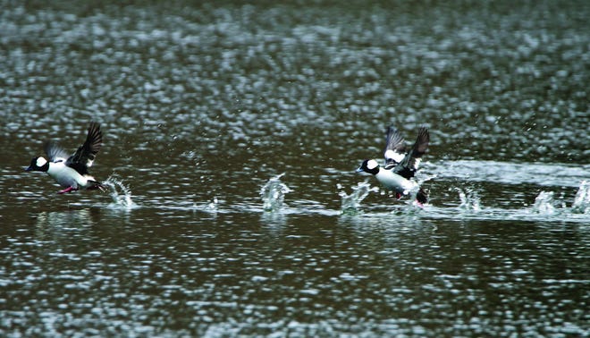 Bufflehead ducks take flight at Lake Lacawac in Pike County. [Nancy J. Hopping photo]