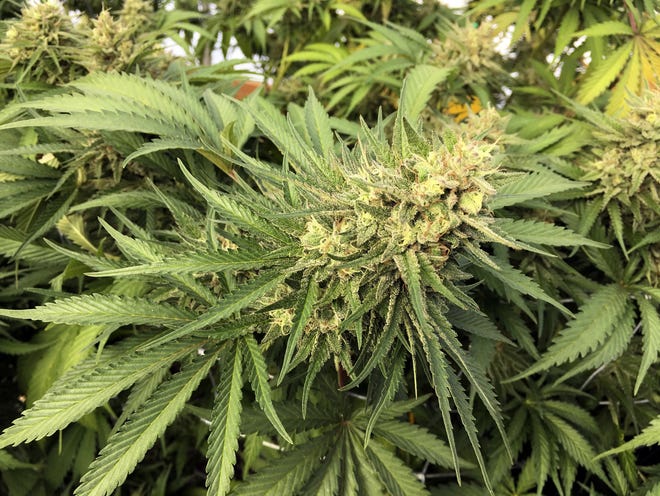 Florida lawmakers failed Friday to come up with a medical marijuana bill to implement Amendment 2. The Department of Health now is charged with writing the rules. [ANDREW SELKSY/ASSOCIATED PRESS FILE]