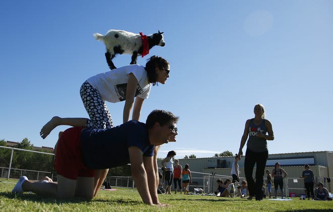 A young goat sits atop several AZ Goat Yoga participants at the Welcome Home Ranch in Gilbert, Ariz. Goat Yoga is a trend started in central Oregon, combining a one-hour yoga session with the animal therapy of Nigerian dwarf goats that wander around and interact with the class. [ROSS D. FRANKLIN / ASSOCIATED PRESS]