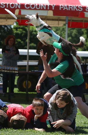 The 45th annual Just Plain Dog Show was held Saturday at the Gaston County Park in Dallas. Here, Rachet leaps high to catch a frisbee tossed by Danielle O'Neal with Team Zoom during intermission. [Mike Hensdill/The Gaston Gazette]