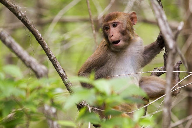 Rhesus monkeys like the one pictured here at Silver Springs in Ocala last year are showing up in Fruitland Park, residents say, and some of them have behaved aggressively. [OCALA STAR-BANNER FILE]