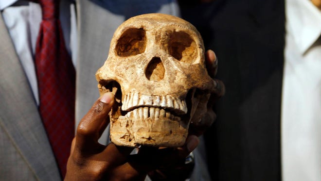 A replica skull of a species belonging to the human family tree whose remnants were first discovered in a South African cave in 2013 is held at the unveiling at the Maropeng Museum on Tuesday near Magaliesburg, South Africa. (Associated Press)