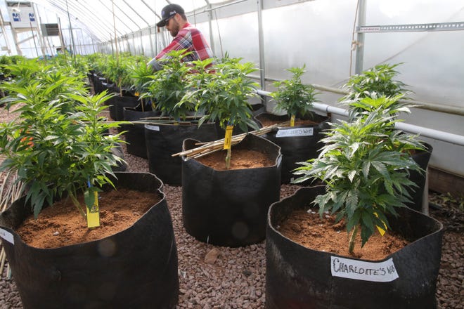 After the Florida Legislature failed to pass rules for implementing the medical marijuana law, the task now falls to the Florida Department of Health to decided how to regulate growers, like this one pictured in Colorado. [AP FILE PHOTO]