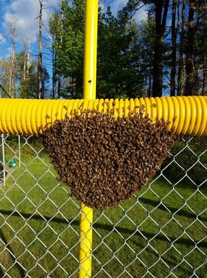 A swarm of honey bees were removed from a West Bridgewater field Thursday.