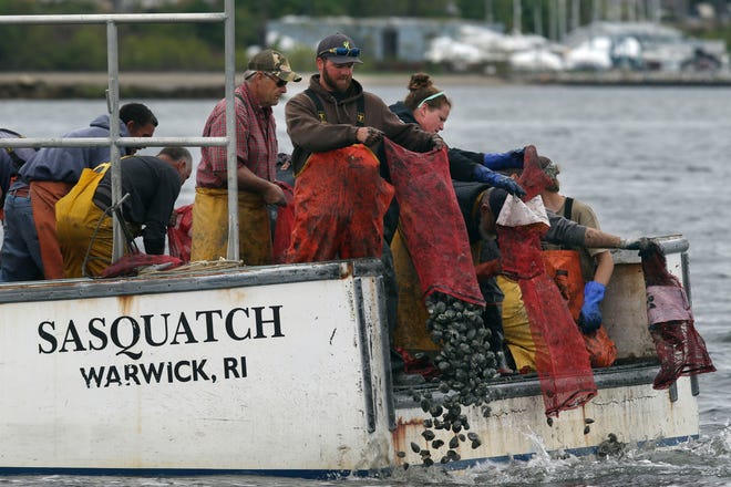 From the back of a lobsster boat, shellfishermen dump the quahogs into cleaner waters outside Greenwich Cove. [The Providence Journal / Bob Breidenbach]