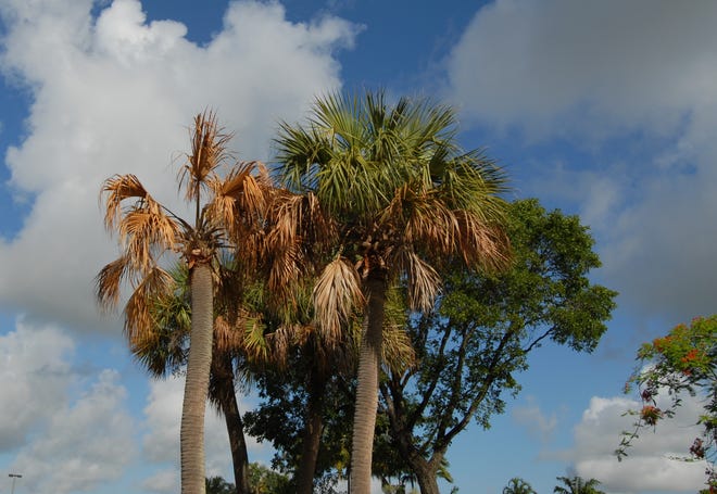 A sabal palm suffering from the effects of lethal bronzing. [Submitted photo]