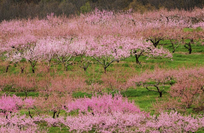 Peach trees were in full bloom at Clarkdale Orchards, in Deerfield, Mass., in late April. [Paul Franz / Greenfield Recorder via AP]