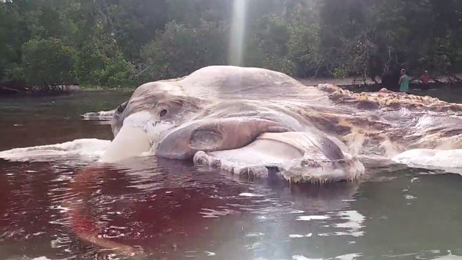 Scientists identify 50-foot creature that washed up on an Indonesian beach Scientists identify 50-foot creature that washed up on an Indonesian beach