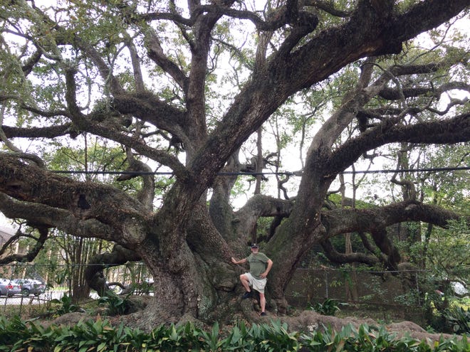 The writer provides perspective on the size of the Duffie Oak in Mobile, Alabama. (Ellen Holmes)