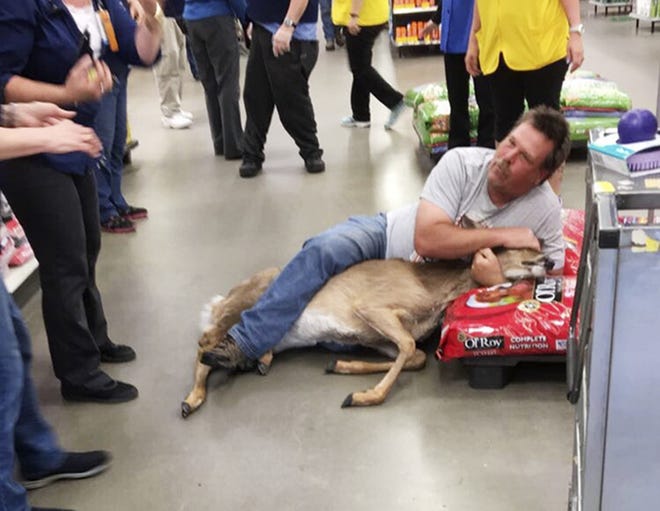 The Tuesday, May 16, 2017, photo, provided by Stephanie L Koljonen shows Tom Grasswick, a customer at a Walmart store in Wadena, Minn., holding onto a confused white-tailed deer that wandered into the store. Grasswick covered the eyes of the startled deer and he and others managed to remove the animal and set it free outdoors. THE ASSOCIATED PRESS
