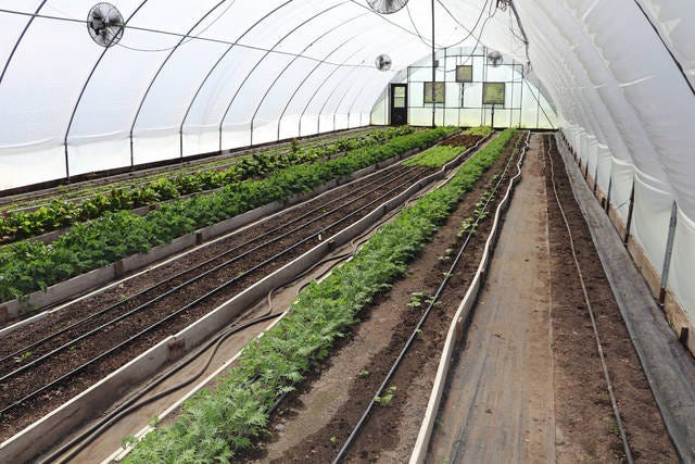 In this greenhouse, varieties of salad greens are being grown. Photo by Marlys Barker