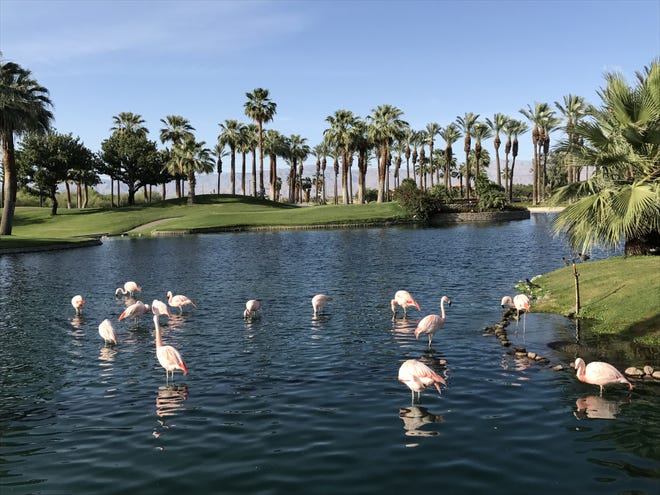 Flamingos in a pool at the entrance of the J.W. Marriott Desert Springs resort in Palm Desert, Calif. Wade Allen visited the property, dining al fresco while watching the sunset. [WADE ALLEN PHOTOS]