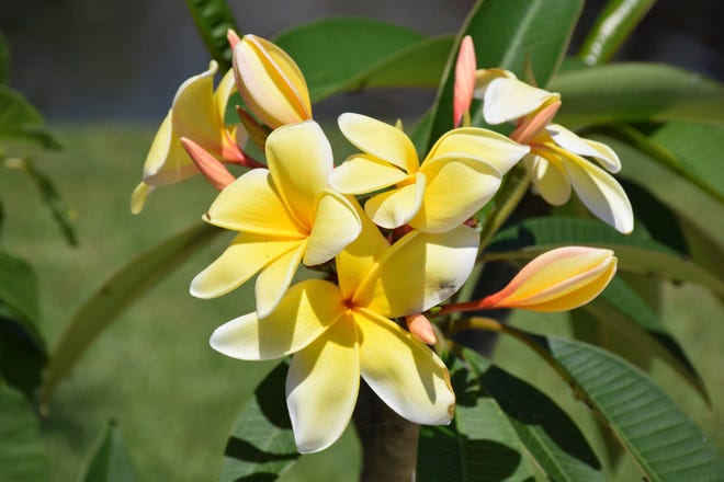 Plumeria aren’t very pretty during the winter, but have gorgeous blooms from spring to fall. (Photo provided by UF Extension Service)