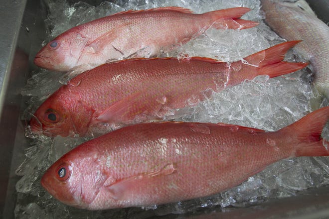 Fresh red snapper are iced and ready for sale at a seafood shop in Bon Secour, Ala. Recreational anglers on the Gulf Coast plan a floating demonstration June 4 against tight federal limits on the popular fish. [FILE PHOTO/ASSOCIATED PRESS]
