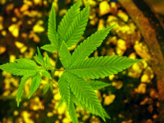 A closeup of a marijuana leaf called "star dawg" at a marijuana growing facility off White Birch Lane in York, Maine. [Rich Beauchesne/Seacoasatonline, file]