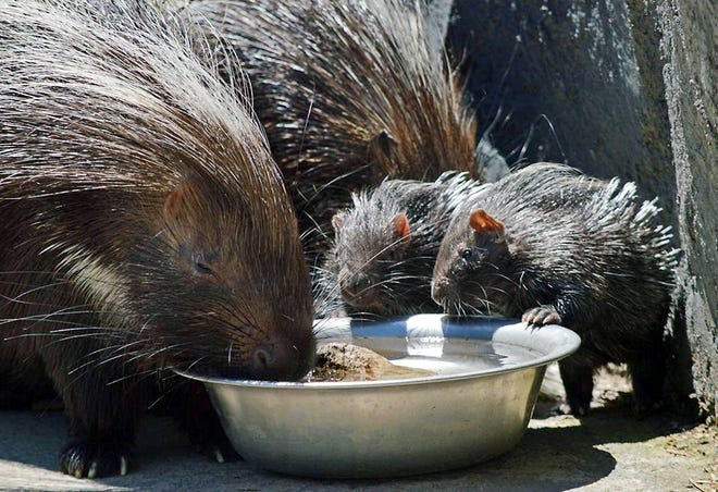 Two African crested porcupines born at the Utica Zoo are making their public debut. [UTICA ZOO]