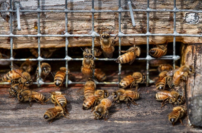 In this Sept. 14, 2014 photo, honeybees work in a hive located in an apple grove at Hartland Orchard, a family farm near the the Blue Ridge Mountains in Markham, Va. A U.S. survey of beekeepers released on Thursday, May 25, 2017 found improvements in the outlook for troubled honeybees. Winter losses were at the lowest levels in more than a decade with only 21 percent of the colonies dying.(AP Photo/J. Scott Applewhite)