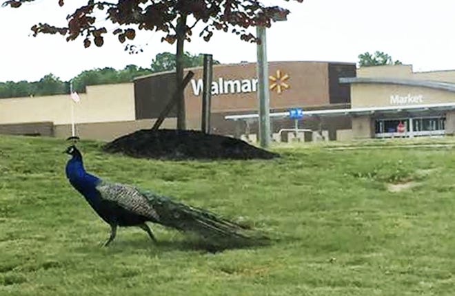 This peacock was seen wandering the grounds of the Walmart in Economy.
