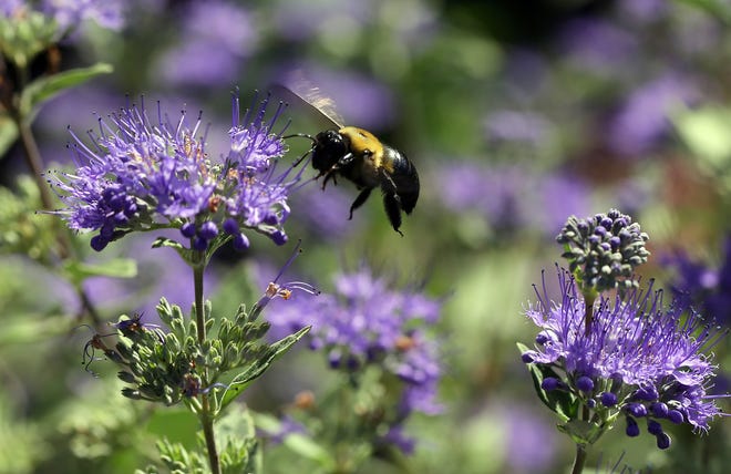 Carpenter bees eat nectar and pollen from plants just as bumble bees do, but can cause destruction to wood with their hole-drilling abilities. [Ted Richardson/The Associated Press/File]