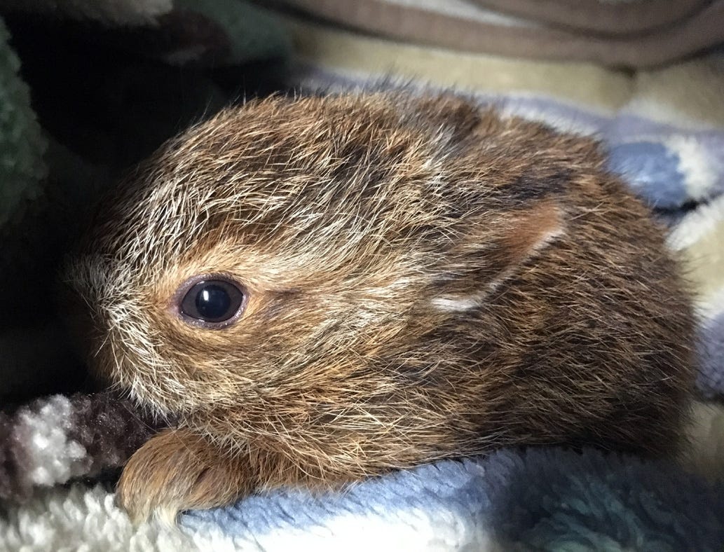 Leave baby rabbits and their nests alone