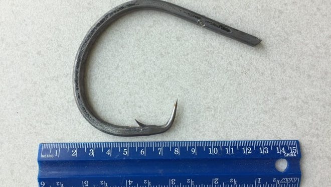 The hook found in the mouth of a more than 400-pound tiger shark that washed ashore north of the Juno Beach Pier May 15, 2017. Tiger sharks are protected in Florida from harvesting. Florida Atlantic University performed the necropsy. Photo courtesy FAU