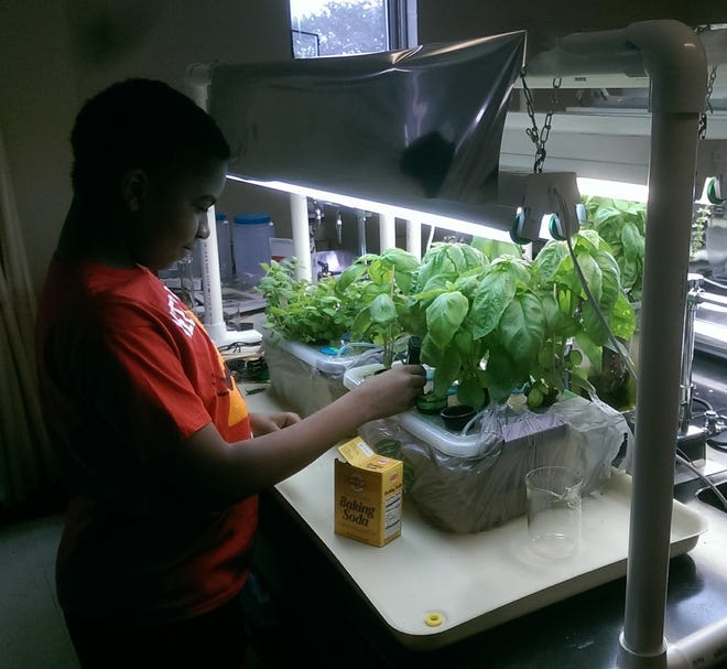 Kendall Goins, an eighth-grader at Woodlawn Middle School, measures electrical conductivity and PH levels in a hydroponic garden. [SUBMITTED PHOTO]