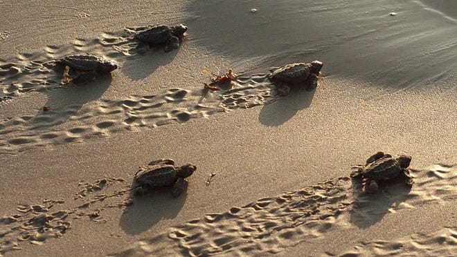 Kemp’s ridley sea turtle hatchlings leave the beach at Padre Island National Seashore in this 2007 file photo. Marine animals experts are asking people to be careful about sea turtles now that their nesting season has begun. TODD YATES/CORPUS CHRISTI CALLER-TIMES