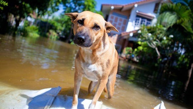 Clay Humane, a nonprofit animal clinic in Orange Park is encouraging families with pets to prepare for the Atlantic hurricane season, which begins June 1, 2017. (Clay Humane/Provided)