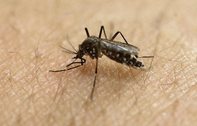 The female Aedes egypti is the only mosquito in the United States known to carry the Zika virus. [AP photo]