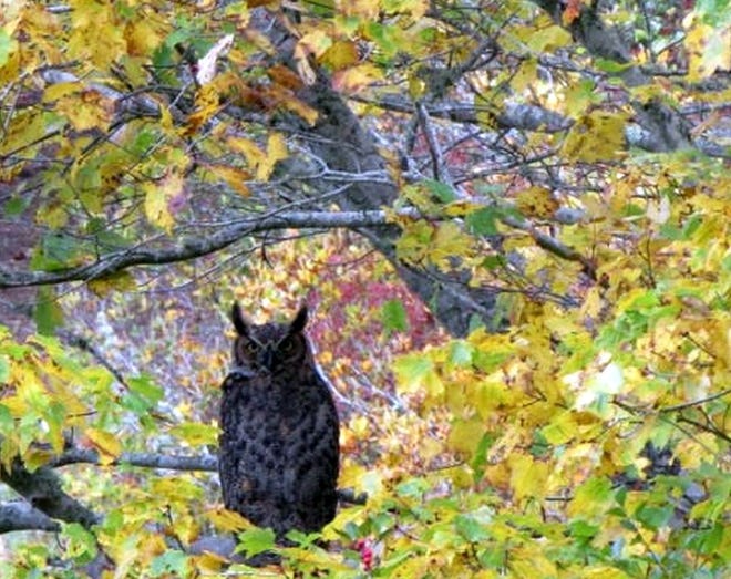 A great horned owl enjoys Twinings Pond, on land protected by Orleans Conservation Trust. [COURTESY PHOTO]