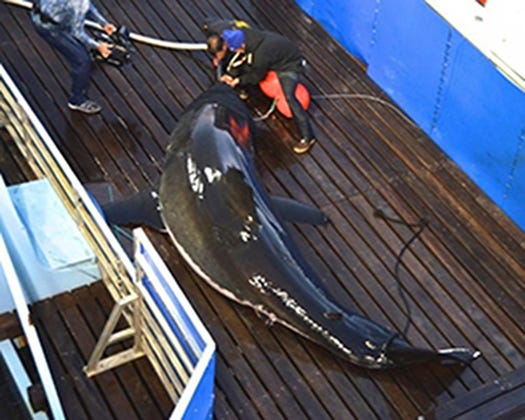 Mary Lee, a 16-foot great white shark, was seen off the Delaware and New Jersey coasts over Memorial Day weekend. Photo courtesy of Ocearch.org