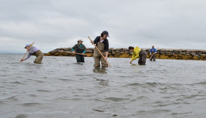 Fourteen donned waders and learned how to dig for quahogs during Tuesday's "Seeking Shellfish" at Silvershell Beach in Marion. [CONTRIBUTED PHOTO]