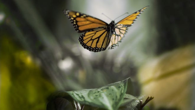 A monarch butterfly flutters above a leaf in a scene from "Flight of the Butterflies." [SK FILMS]