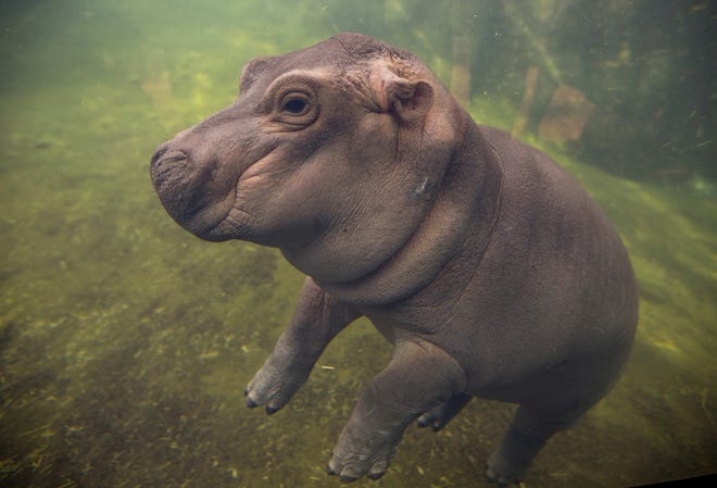 Fiona made her debut to the media in Hippo Cove at the Cincinnati Zoo and Botanical Garden, Wednesday, May 31, 2017, in Cincinnati. The zoo emphasizes she isn't ready for public display but the media-only event was a step toward that. Fiona was born Jan. 24, weighing 29 pounds. THE ASSOCIATED PRESS