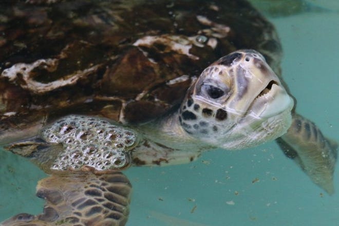 Morla, a green sea turtle, was rehabilitated by Gulf World. [CONTRIBUTED PHOTO]