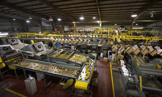 In this photo taken May 19, the packing line runs at Peace River Citrus packinghouse in Fort Meade. [ERNST PETERS / GATEHOUSE MEDIA]