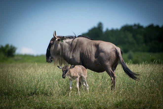 The wildebeest calf with its mother, Becky. (Photo courtesy of The Columbus Zoo and Aquarium Facebook)
