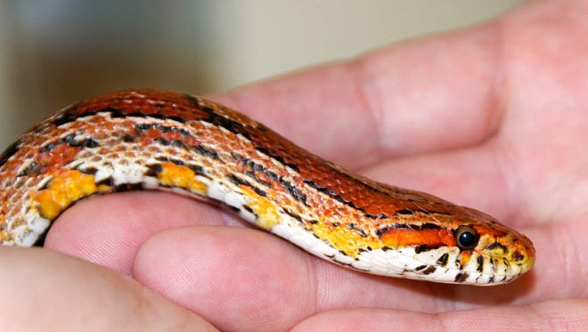 This file photo shows a red rat snake. (Thinkstock)
