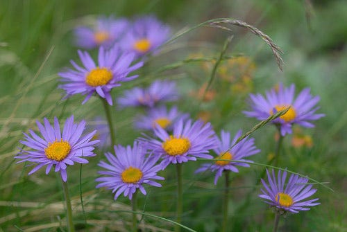 Asters are among the wildflowers to be planted in Portland this summer by the Friends of the Red Mill.