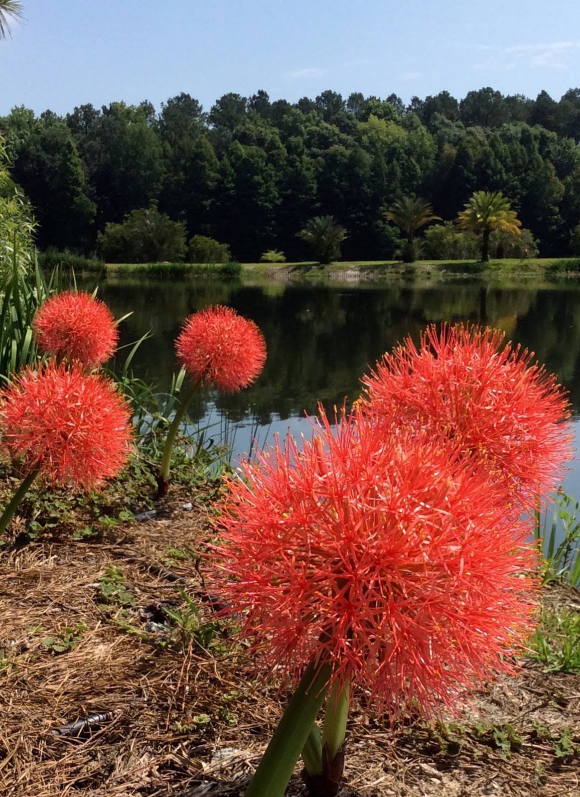 Garden Guru African blood lily most stunning of all bulbs