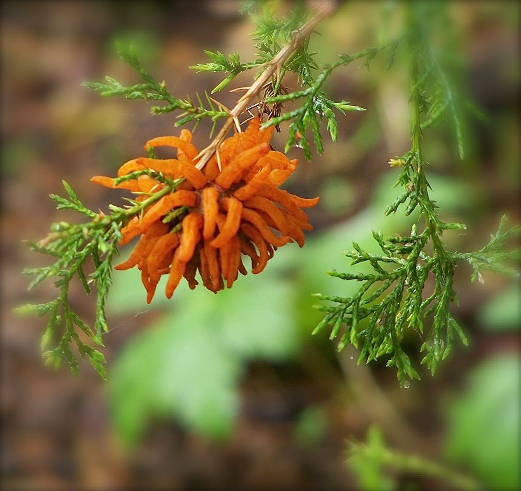 Recent weather brought out cedarapple rust