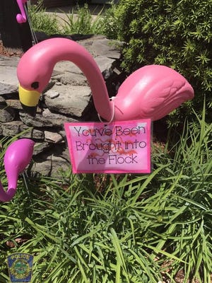 A flock of flamingos has been making it's way around West Bridgewater. On Monday, June 5 they were noticed outside the police station at 99 West Center St.