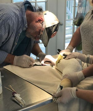 Greg Mertz, a veterinarian and chief executive officer of the New England Wildlife Center in Weymouth, draws blood from an ill northern gannet.