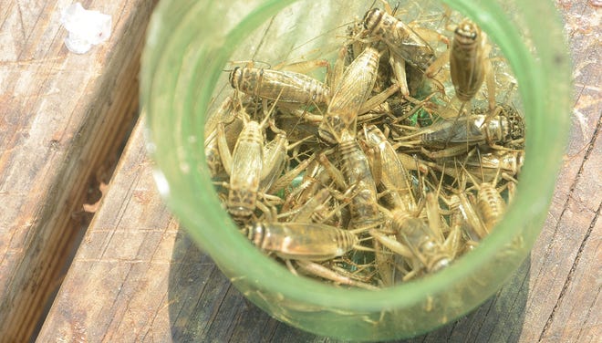 Crickets crawl inside the bottom of a soda bottle Monday at the Neuseway Nature Center fisihing pond floating dock. [Janet S. Carter / The Free Press]