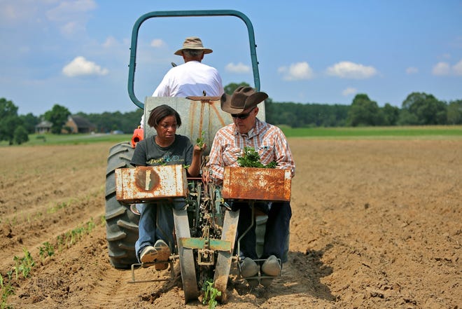 Forrest Hoppes drives the tractor as Faith Thompson and Ernst Borchert drop sweet potato plants during a planting on Spurling Road near Fallston on Tuesday. [Brittany Randolph/The Star]