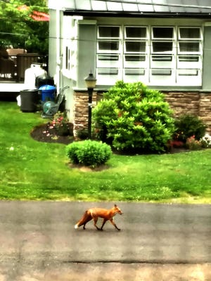Middletown resident Susan Koch snapped this photo of a fox walking down her street in the Langhorne Gables section of Middletown earlier this month. Pennsylvania Game Commission officials say it's normal to see foxes out at all of hours of the day this time of year because they are looking for food for their young.
