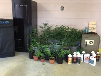 Seabrook police say a growing operation with 16 marijuana plants was found inside the apartment of Richard Gibbons at 11 Collins St. Unit C4. [Seabrook police photo]