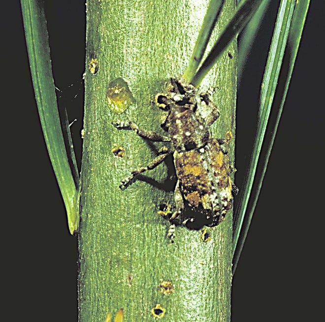 An adult white pine weevil [Ohio State University Extension file photo]