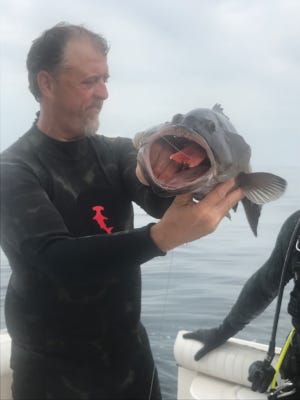 Jim McPherson speared this gag grouper with a snapper in its mouth a few weeeks ago. The snapper had a cigar minnow and lure in its mouth as well. [SPECIAL TO THE NEWS HERALD]